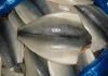 FROZEN PACIFIC MACKEREL FISH SEAFROZEN 200-300G