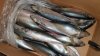 Wholesale whole round lighting catch frozen scomber japonicus pacific mackerel fish