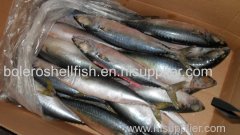 Wholesale whole round lighting catch frozen scomber japonicus pacific mackerel fish