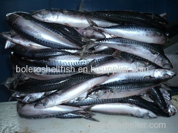 Light Purse Seine Frozen Whole Round Pacific Mackerel Prices