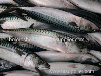 Mackerel scomber japonicus 400-600 price for Canada