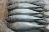 Cheap Frozen Seafood Fish Pacific Mackerel Saba On Sale