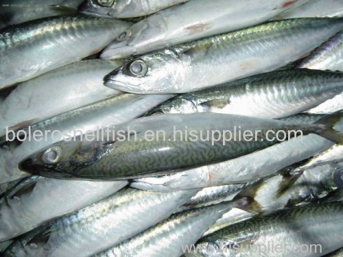 Frozen Whole Round Blue Pacific Mackerel