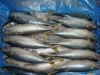 Mackerel WR (Scomber Japonicus) IQF or block (Scomber Japonicus) Whole round