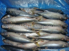 Mackerel WR (Scomber Japonicus) IQF or block (Scomber Japonicus) Whole round