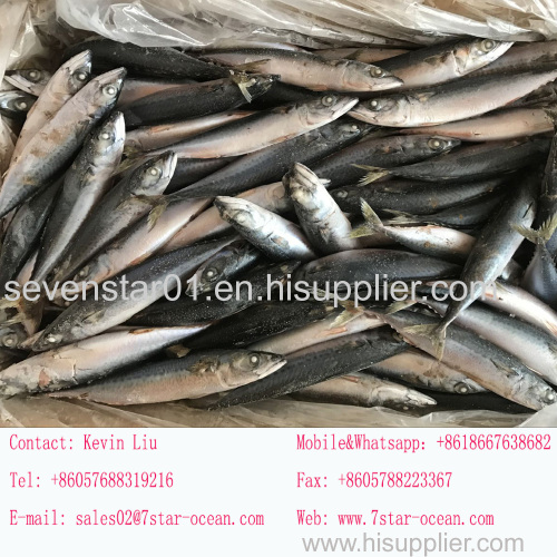 China Supplier Sell New Arrival Best Quality Cheapest Fresh Factory Price Sea Frozen Whole 250-350g Frozen Mackerel Fish