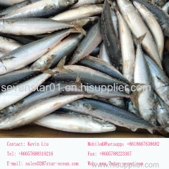 China Supplier Sell New Arrival Best Quality Cheapest Fresh Factory Price Sea Frozen Whole 250-350g Frozen Mackerel Fish