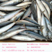 seven star sea frozen mackerel fish