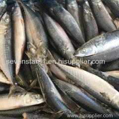 China Supplier Sell New Arrival Best Quality Cheapest Fresh Factory Price Sea Frozen Whole 250-350g Frozen Mackerel Fish