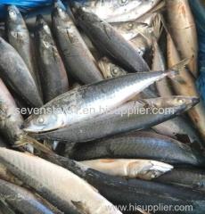 China Supplier Sell New Arrival Best Quality Cheapest Fresh Factory Price Sea Frozen Whole 250-350g Frozen Mackerel Fish