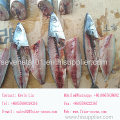 New arrival fresh mackerel fish