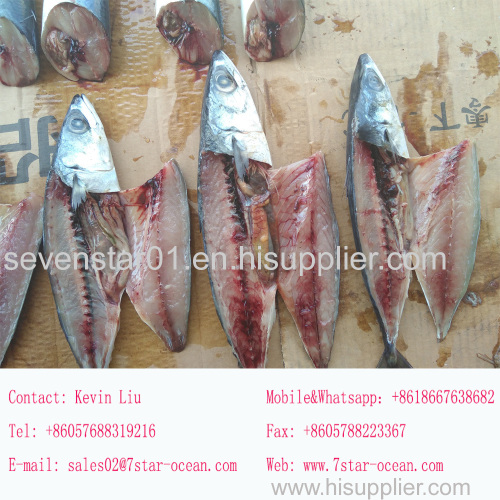 Best Quality Cheapest Fresh Small Size Frozen Mackerel Fish