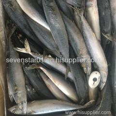 Best Quality Cheapest Fresh Small Size Frozen Mackerel Fish