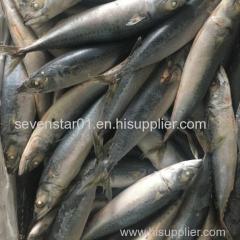 Best Quality Cheapest Fresh Small Size Frozen Mackerel Fish