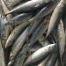 Best Quality Cheapest Fresh Small Size Frozen Mackerel Fish