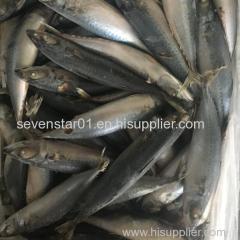 Best Quality Cheapest Fresh Small Size Frozen Mackerel Fish