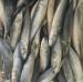 Best Quality Cheapest Fresh Small Size Frozen Mackerel Fish