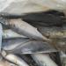 August 2017 Arrival Best Quality Fresh 200-250g Frozen North Pacific Frozen Mackerel Fish