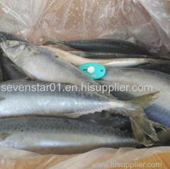 August 2017 Arrival Best Quality Fresh 200-250g Frozen North Pacific Frozen Mackerel Fish