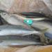 August 2017 Arrival Best Quality Fresh 200-250g Frozen North Pacific Frozen Mackerel Fish