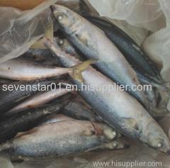 August 2017 Arrival Best Quality Fresh 200-250g Frozen North Pacific Frozen Mackerel Fish