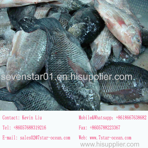 August 2017 New Arrival Best Quality Cheapest Fresh150-200g Whole Round Frozen Tilapia