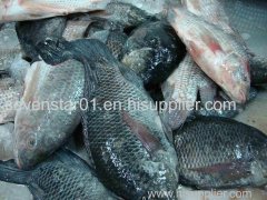 August 2017 New Arrival Best Quality Cheapest Fresh150-200g Whole Round Frozen Tilapia