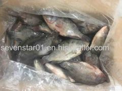 August 2017 New Arrival Best Quality Cheapest Fresh150-200g Whole Round Frozen Tilapia