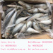 2017 New Arrival Fresh High Quality Frozen Sardine Fish