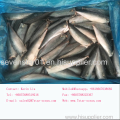 2017 Arrival Headed Gutted Tailed Frozen Mackerel HGT Fish