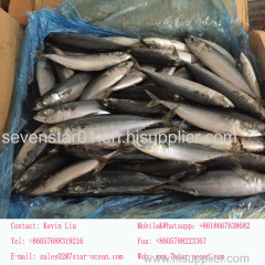 Size 100-200g September Arrival Board Frozen Fresh Mackerel Fish