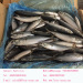 Size 100-200g September Arrival Board Frozen Fresh Mackerel Fish
