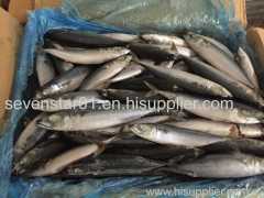 Size 100-200g September Arrival Board Frozen Fresh Mackerel Fish