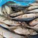 Size 100-200g September Arrival Board Frozen Fresh Mackerel Fish