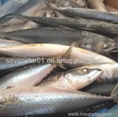 Size 100-200g September Arrival Board Frozen Fresh Mackerel Fish