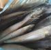 Size 100-200g September Arrival Board Frozen Fresh Mackerel Fish