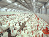 Chicken farm house for poultry shed