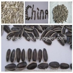 Sunflower Seeds 5009 Long Type