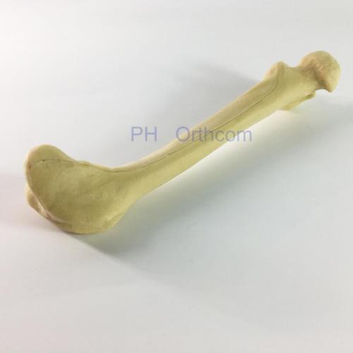 собака / собака научный скелет модели / бедренной кости и голени для ветеринарного образования и практики использования