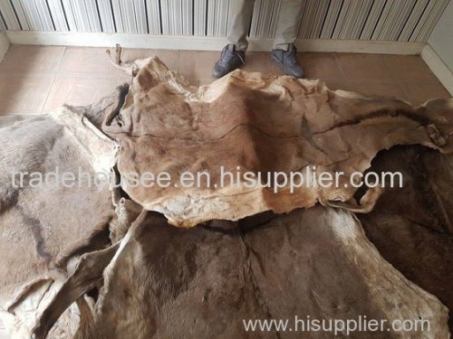 Super Dry and Wet Salted Donkey Hides