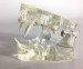 Feline Clear Jaw Model for Veterinary education and practice use