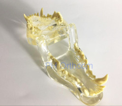 Feline Clear Jaw Model for Veterinary Education and Practice use Small Animal Veterinary Teaching Models