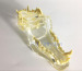 Feline Clear Jaw Model for Veterinary education and practice use