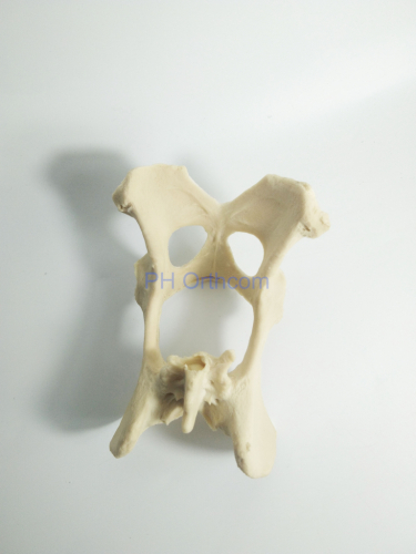 canino / perro científico pelvis esqueleto modelo educación veterinaria y uso de la práctica