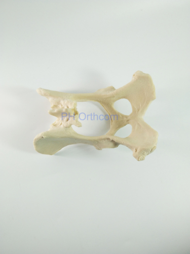 canino / perro científico pelvis esqueleto modelo educación veterinaria y uso de la práctica