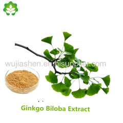 natural herbs ginkgo leaves extract on pharmaceutical grade