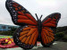 Giant butterfly inflatable model for advertising