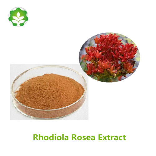 GMP certificated rhodiola rosea extract for pharm