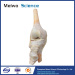 Human knee joint plastinated specimen for medical teaching