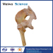 Medical Ligaments of Pelvis Plastination Specimen for Teaching